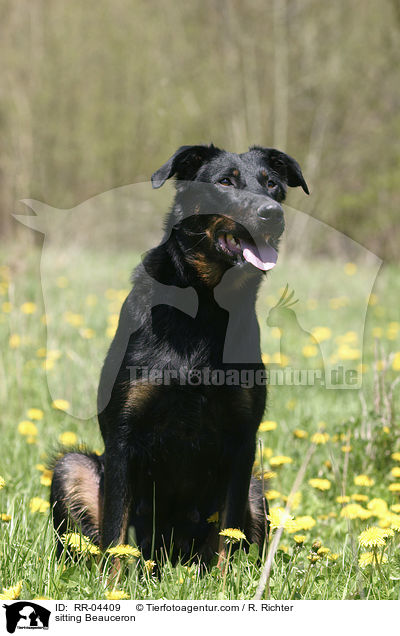 sitzender / sitting Beauceron / RR-04409