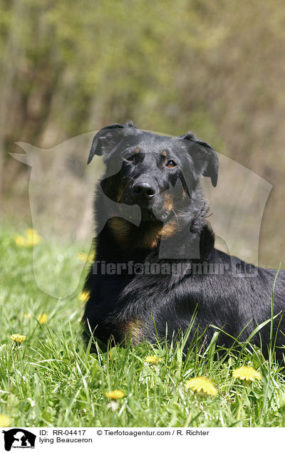 liegender / lying Beauceron / RR-04417