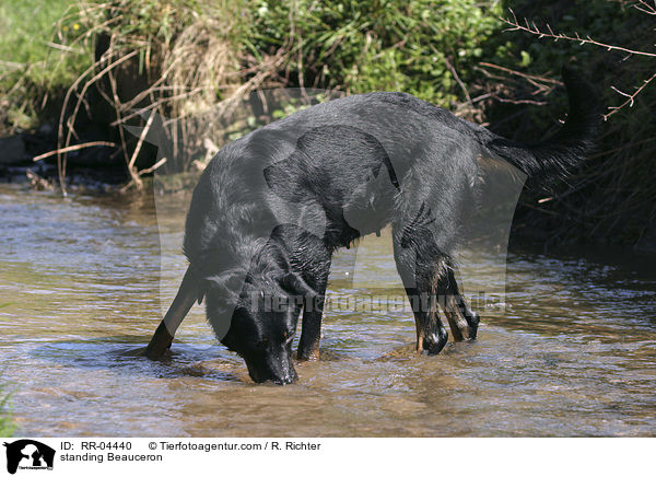 stehender / standing Beauceron / RR-04440