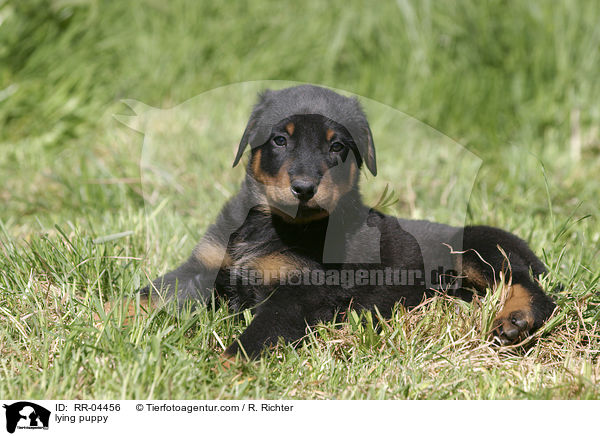 liegender Beauceron Welpe / lying puppy / RR-04456