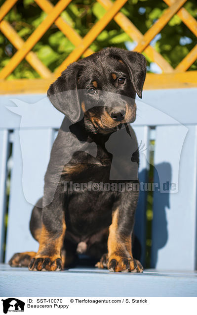 Beauceron Puppy / SST-10070