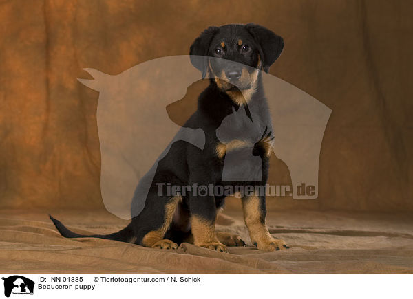 Beauceron puppy / NN-01885