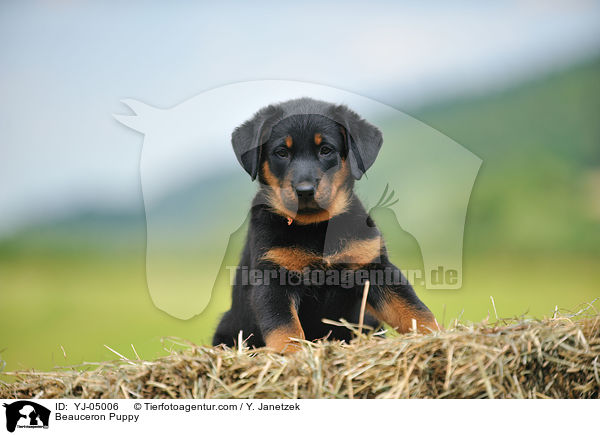 Beauceron Welpe / Beauceron Puppy / YJ-05006