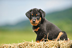 Beauceron Puppy