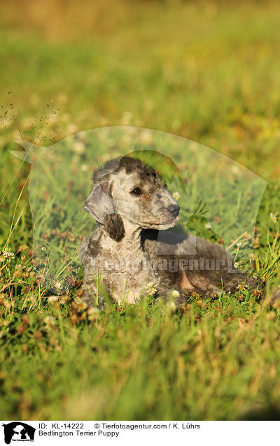 Bedlington Terrier Welpe / Bedlington Terrier Puppy / KL-14222