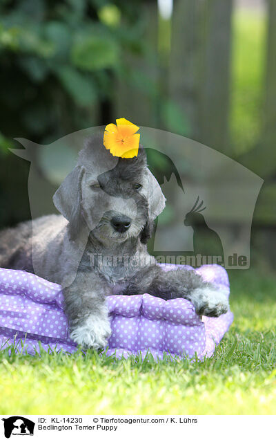 Bedlington Terrier Welpe / Bedlington Terrier Puppy / KL-14230