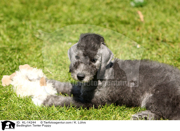 Bedlington Terrier Welpe / Bedlington Terrier Puppy / KL-14244