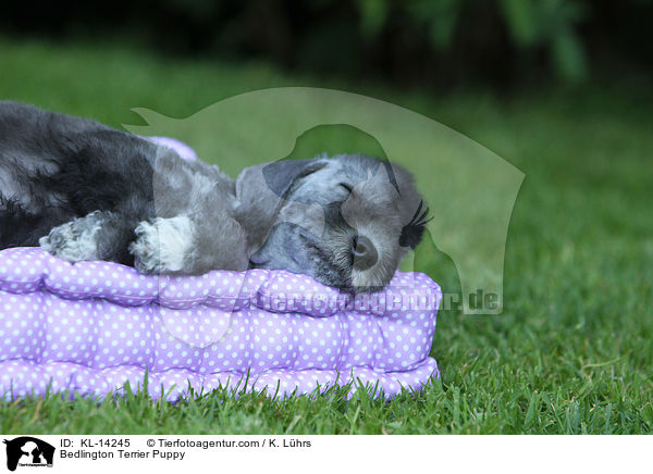Bedlington Terrier Welpe / Bedlington Terrier Puppy / KL-14245