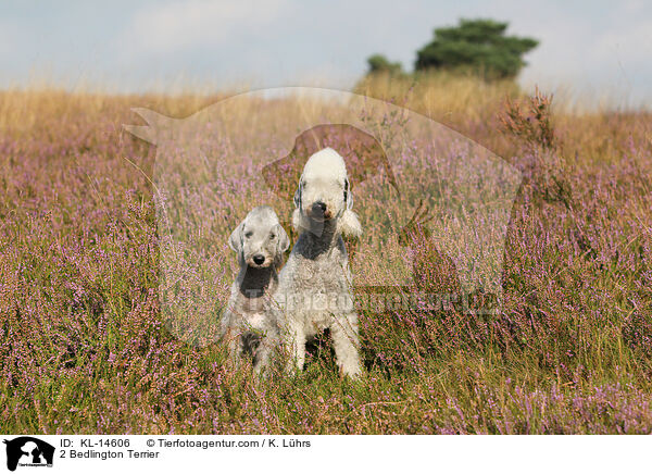 2 Bedlington Terrier / KL-14606