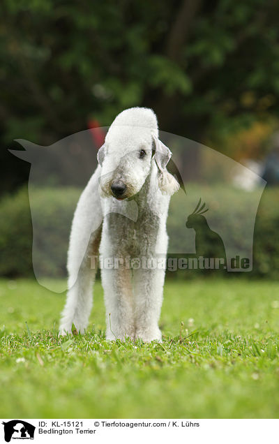 Bedlington Terrier / KL-15121