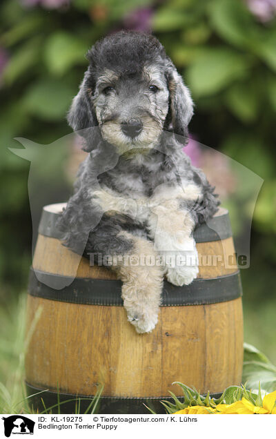 Bedlington Terrier Welpe / Bedlington Terrier Puppy / KL-19275