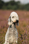 Bedlington Terrier Portrait