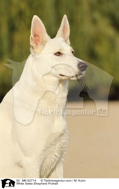 Weier Schweizer Schferhund Portrait / White Swiss Shepherd Portrait / MK-02714