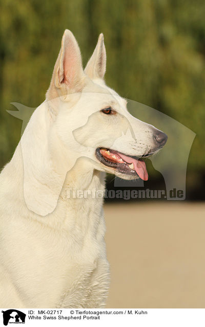 Weier Schweizer Schferhund Portrait / White Swiss Shepherd Portrait / MK-02717