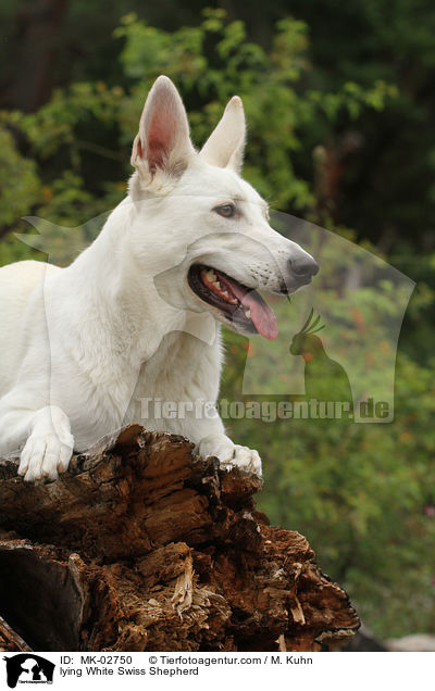 liegender Weier Schweizer Schferhund / lying White Swiss Shepherd / MK-02750