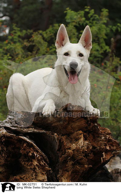 liegender Weier Schweizer Schferhund / lying White Swiss Shepherd / MK-02751