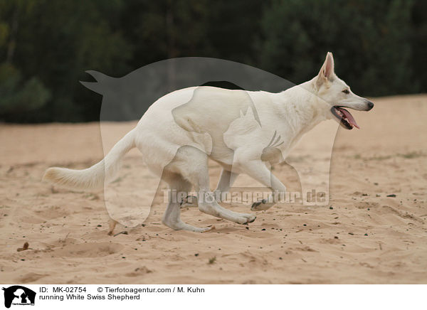 rennender Weier Schweizer Schferhund / running White Swiss Shepherd / MK-02754