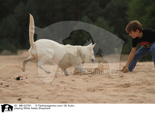 spielender Weier Schweizer Schferhund / playing White Swiss Shepherd / MK-02761