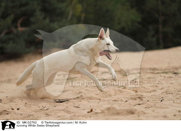 rennender Weier Schweizer Schferhund / running White Swiss Shepherd / MK-02762