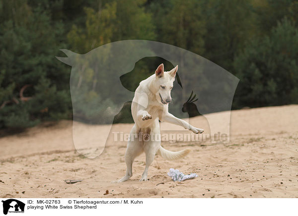 spielender Weier Schweizer Schferhund / playing White Swiss Shepherd / MK-02763