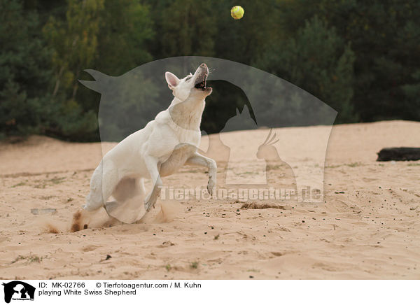 spielender Weier Schweizer Schferhund / playing White Swiss Shepherd / MK-02766