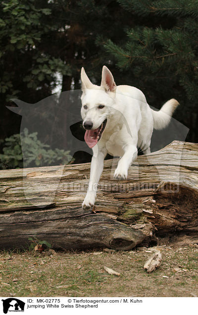 springender Weier Schweizer Schferhund / jumping White Swiss Shepherd / MK-02775