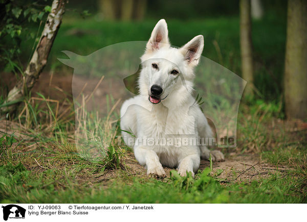 liegender Weier Schweizer Schferhund / lying Berger Blanc Suisse / YJ-09063