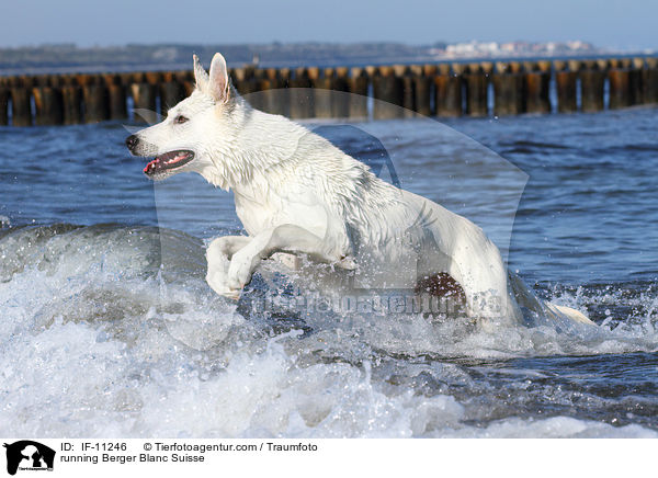 rennender Weier Schweizer Schferhund / running Berger Blanc Suisse / IF-11246