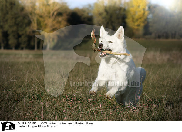 playing Berger Blanc Suisse / BS-05852