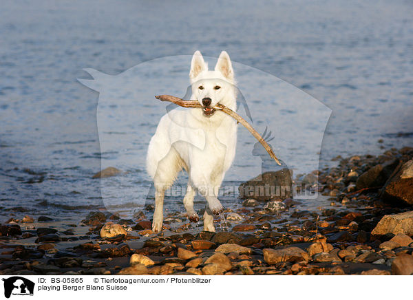 playing Berger Blanc Suisse / BS-05865