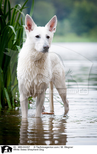 White Swiss Shepherd Dog / MW-04297