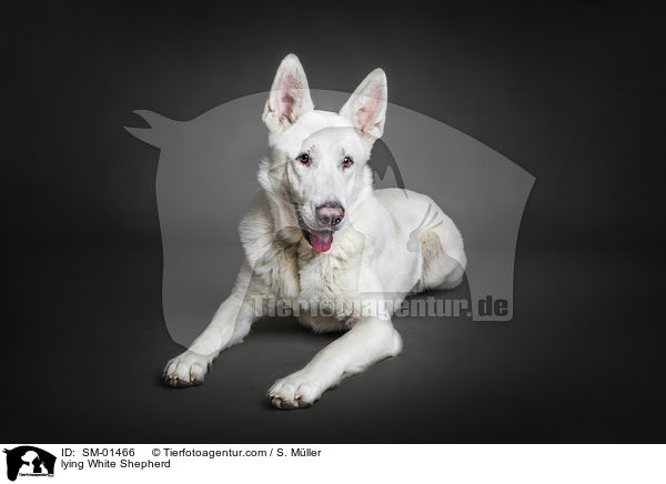 liegender Weier Schweizer Schferhund / lying White Shepherd / SM-01466