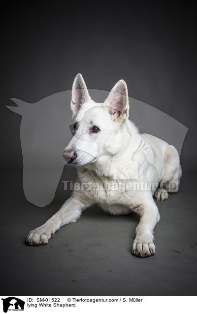 liegender Weier Schweizer Schferhund / lying White Shepherd / SM-01522