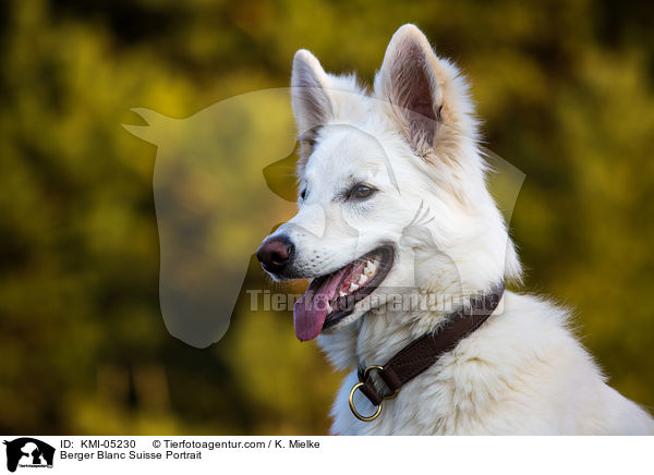 Weier Schweizer Schferhund Portrait / Berger Blanc Suisse Portrait / KMI-05230
