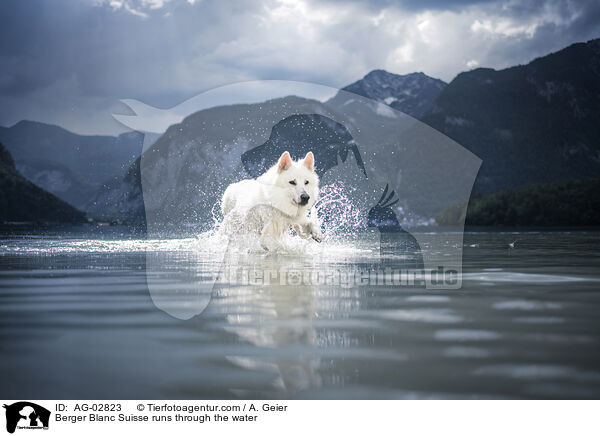 Weier Schweizer Schferhund rennt durchs Wasser / Berger Blanc Suisse runs through the water / AG-02823