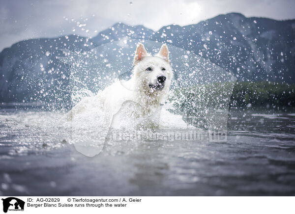 Weier Schweizer Schferhund rennt durchs Wasser / Berger Blanc Suisse runs through the water / AG-02829