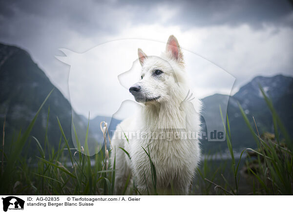 standing Berger Blanc Suisse / AG-02835