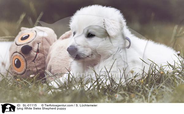 liegender Weier Schweizer Schferhund Welpe / lying White Swiss Shepherd puppy / SL-01115
