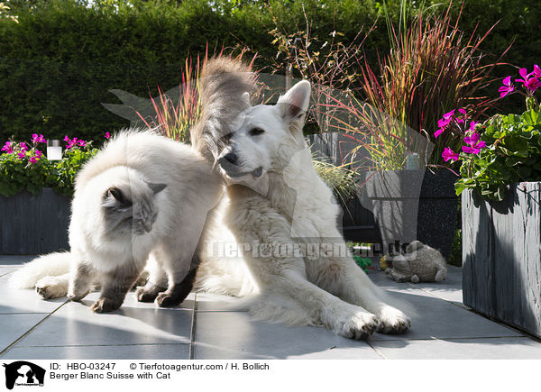 Berger Blanc Suisse with Cat / HBO-03247