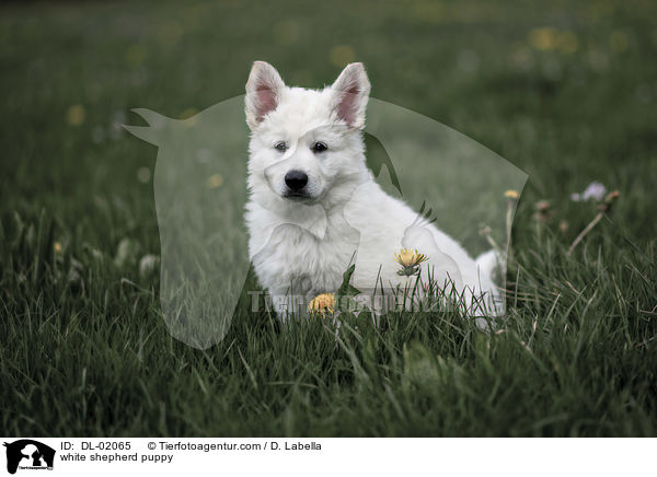 Weier Schweizer Schferhund Welpe / white shepherd puppy / DL-02065