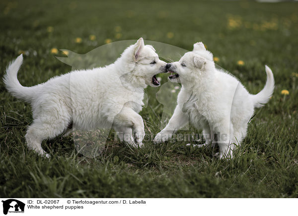 Weie Schweizer Schferhunde Welpen / White shepherd puppies / DL-02067