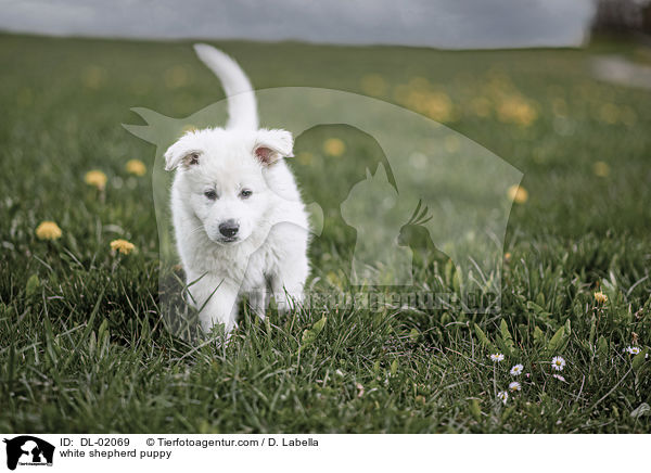 Weier Schweizer Schferhund Welpe / white shepherd puppy / DL-02069