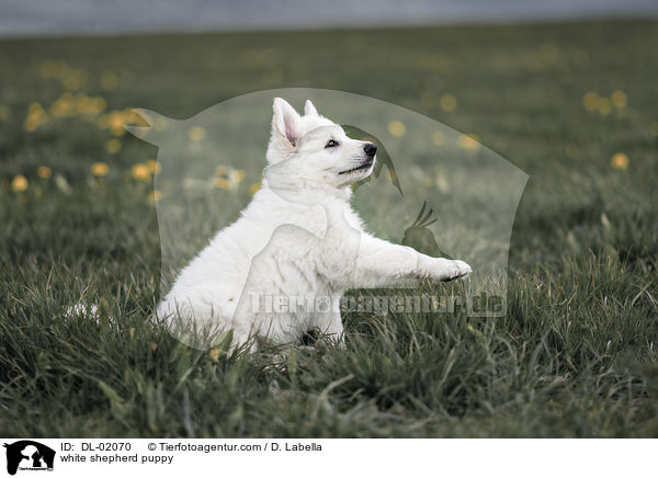 Weier Schweizer Schferhund Welpe / white shepherd puppy / DL-02070