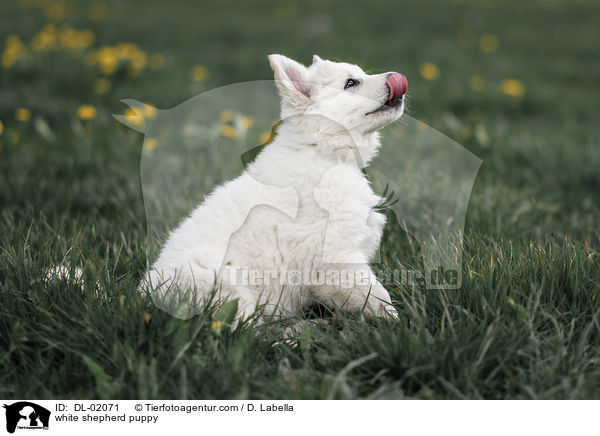 Weier Schweizer Schferhund Welpe / white shepherd puppy / DL-02071