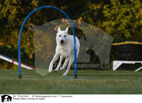 Berger Blanc Suisse at agility / TS-01404