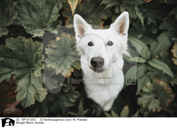 Weier Schweizer Schferhund / Berger Blanc Suisse / NP-01353