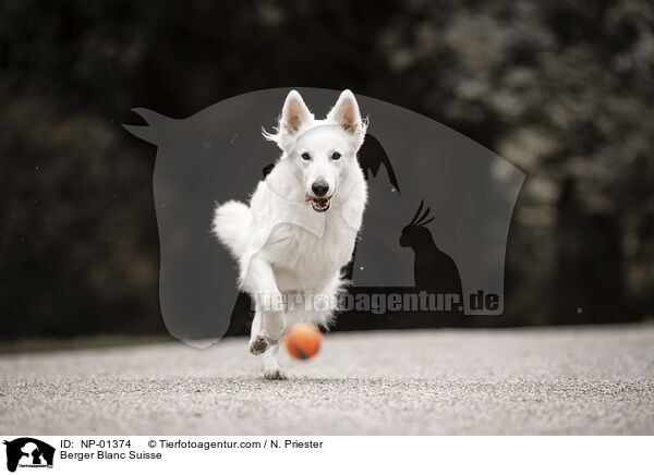 Weier Schweizer Schferhund / Berger Blanc Suisse / NP-01374
