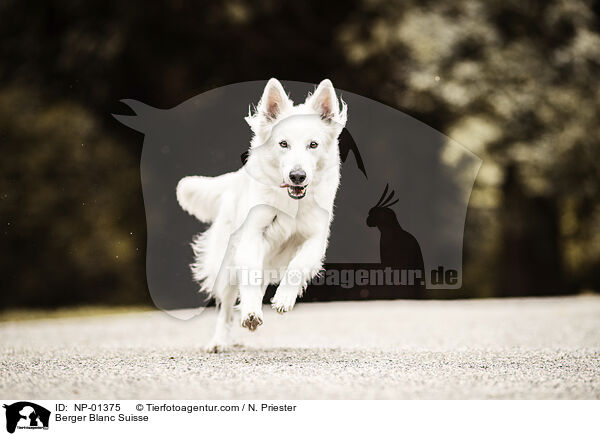 Weier Schweizer Schferhund / Berger Blanc Suisse / NP-01375