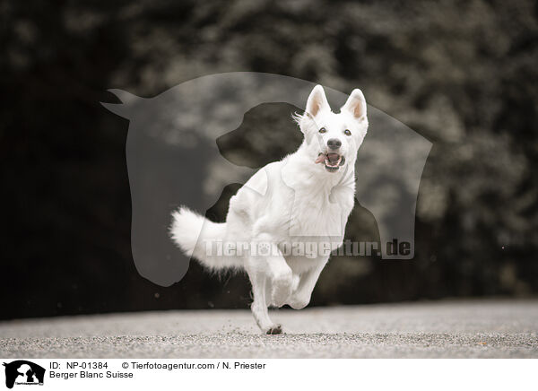 Weier Schweizer Schferhund / Berger Blanc Suisse / NP-01384
