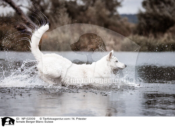 Weier Schweizer Schferhund Hndin / female Berger Blanc Suisse / NP-02009